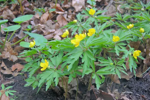 Lila Krokusse Der Berglandschaft Erste Frühlingsblumen Wachsen Wildtieren — Stockfoto