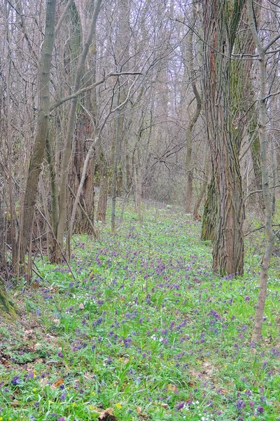 Crocus Violets Dans Paysage Montagneux Premières Fleurs Printanières Poussent Dans — Photo