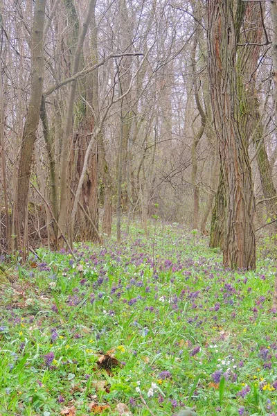 Purple crocuses in the mountain landscape . First spring flowers are growing in wildlife.