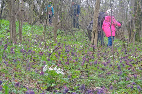 Lila Krokusse Der Berglandschaft Erste Frühlingsblumen Wachsen Wildtieren — Stockfoto