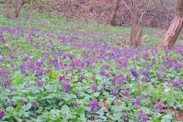 Purple crocuses in the mountain landscape . First spring flowers are growing in wildlife.