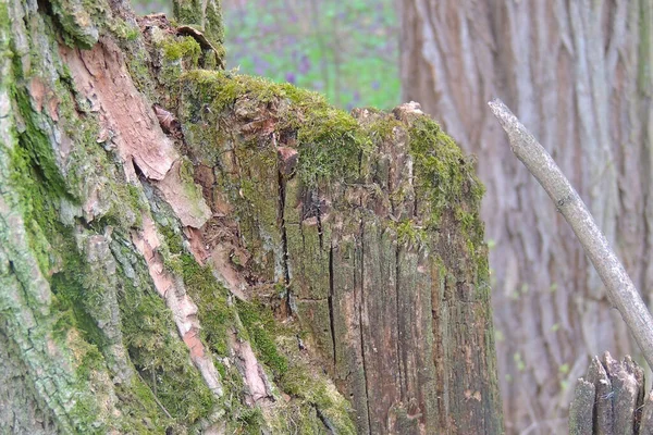 Moose Und Knospen Des Baumes Waldboden Waldboden Nahaufnahme Vom Boden — Stockfoto