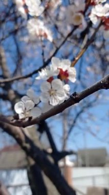 Yaban arısı ağaçta sallanan bir dalda bir çiçekten diğerine uçar.   