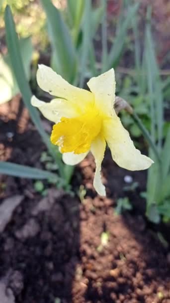 Narcissus Slunečného Dne — Stock video