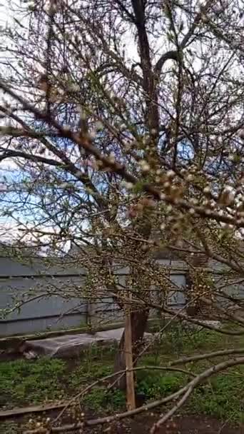 Calabrone Vola Fiore All Altro Ramo Oscillante Albero Impollinando Fiori — Video Stock