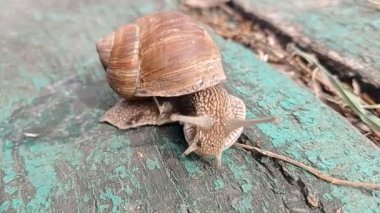 Tahta bir yüzeyde sürünen bahçe salyangozu. Kapat. 