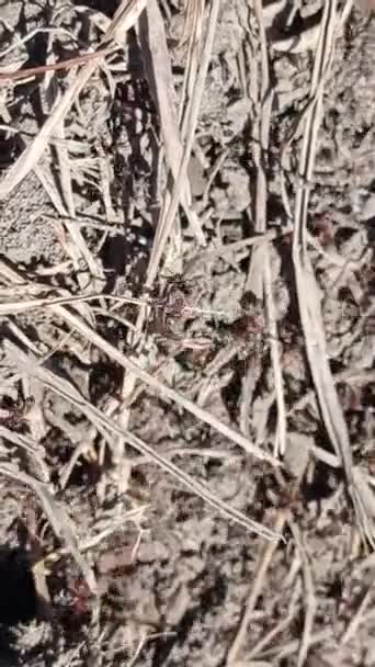 在沙漠中移动蚁群的特写 — 图库视频影像