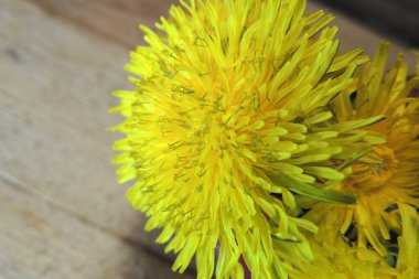 Çekirdekli karahindiba çiçeği mavi turkuaz arka planda, yatay manzarada