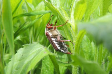 Belki de Melolontha böceği yeşil eğrelti otu yapraklarının üzerinde oturuyordur.