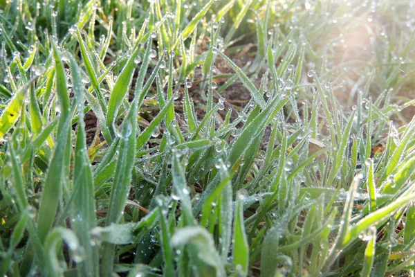 Fresh Green Grass Drops Water — Stock Photo, Image