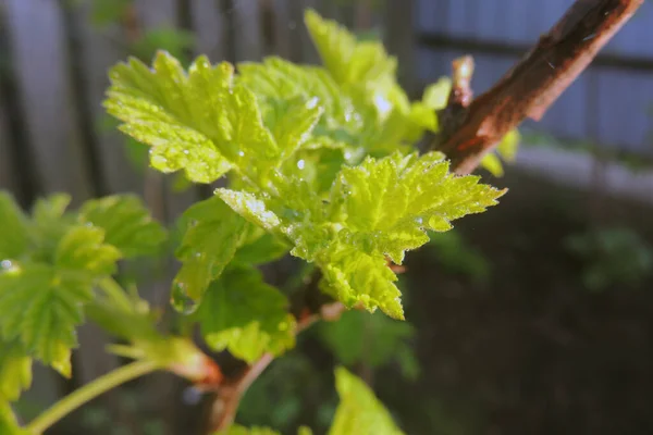 Första Våren Mjuka Blad Knoppar Och Grenar Makro Bakgrund — Stockfoto