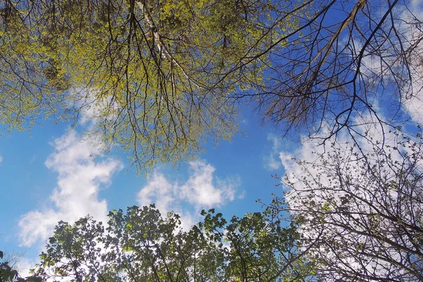 Light Blue Sky Small Clouds Trees Spring Sunny Day Small — Stock Photo, Image