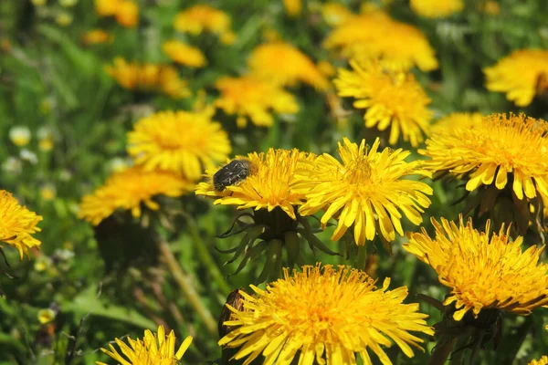 Löwenzahnblüte Mit Samenkugel Nahaufnahme Blauem Türkisfarbenem Hintergrund Horizontale Ansicht — Stockfoto