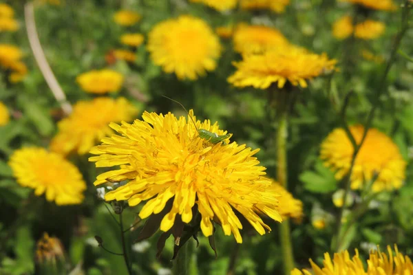 Grama Mundo Sob Ampliação Plantas Insetos — Fotografia de Stock