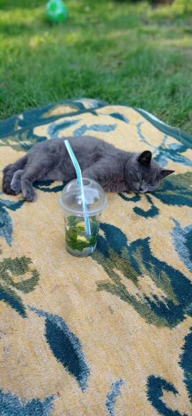 Gato Mojito Gelo — Fotografia de Stock