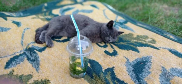 Kedi Mojito Buz — Stok fotoğraf