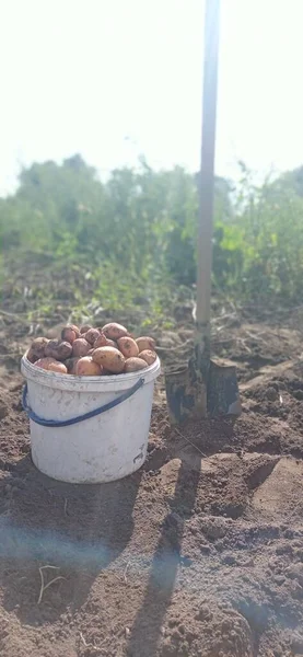 Cavar Batatas Plantar Batatas — Fotografia de Stock