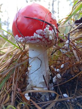 Yenilemez mantar koleksiyonu.