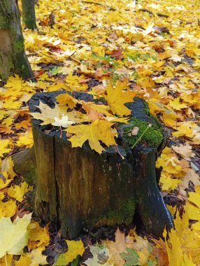 Sonbahar ormanı, sarı yapraklar, arka plan