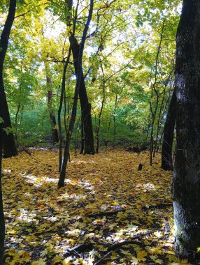 Sonbahar ormanı, sarı yapraklar, arka plan