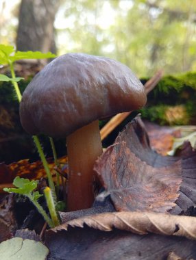 Ormanda doğal mantarlar yetişir.