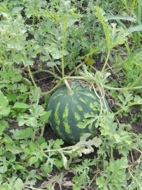 Tarlada karpuz. Tarlada karpuz yetişiyor..