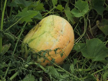 sebze bahçesinde büyüyen balkabağı, fotoğrafa yakın çekim.