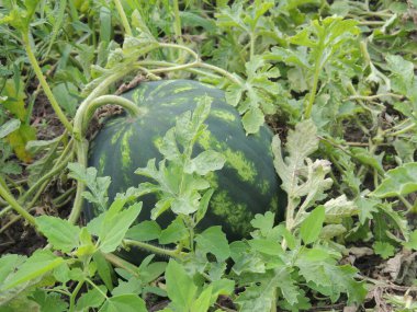 Tarlada karpuz. Tarlada karpuz yetişiyor..