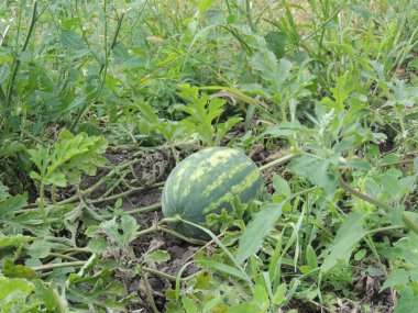 Tarlada karpuz. Tarlada karpuz yetişiyor..