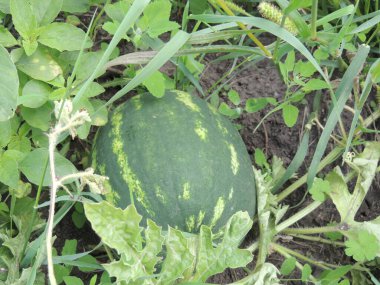 Tarlada karpuz. Tarlada karpuz yetişiyor..