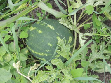 Tarlada karpuz. Tarlada karpuz yetişiyor..