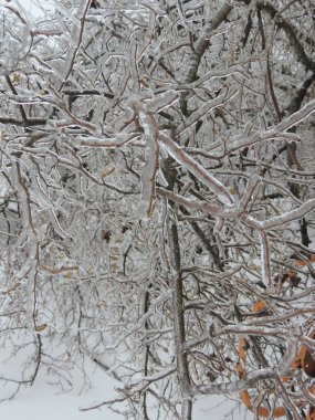 Kış manzarası. Ağaçlar ve çalılar karla kaplandı..