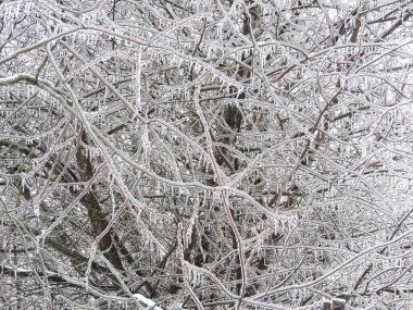 Kış manzarası. Ağaçlar ve çalılar karla kaplandı..