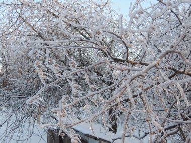 Kış manzarası. Ağaçlar ve çalılar karla kaplandı..