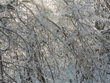 Kış manzarası. Ağaçlar ve çalılar karla kaplandı..