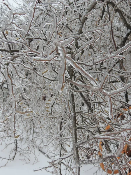 Kış manzarası. Ağaçlar ve çalılar karla kaplandı..