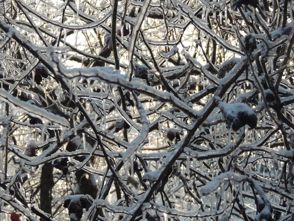 Kış manzarası. Ağaçlar ve çalılar karla kaplandı..