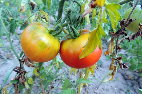 Os tomates nos ramos no jardim — Fotografia de Stock