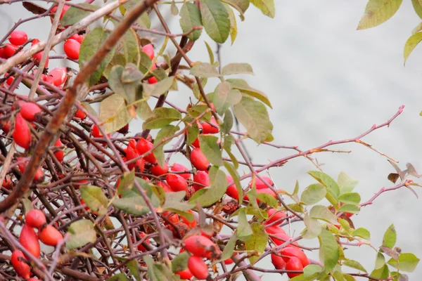 Wild dog rose closeup dry — Stock Photo, Image