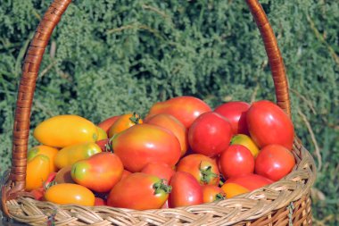 Sepet domates