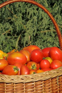 Sepet domates