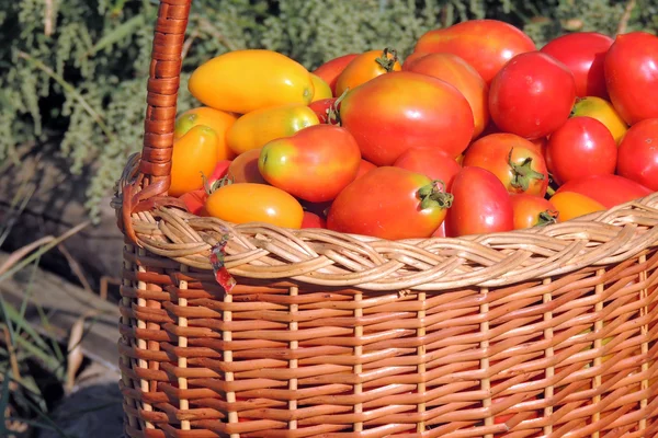 Os tomates na cesta — Fotografia de Stock