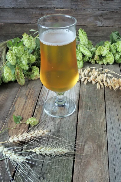 Bierglas mit Hopfen und Gerste — Stockfoto