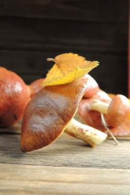 Ahşap arka planda mantarlar