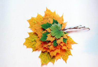 Akçaağaç yaprakları beyaz arkaplanda