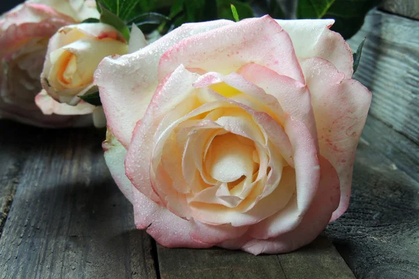 Bella rosa su uno sfondo di legno . — Foto Stock