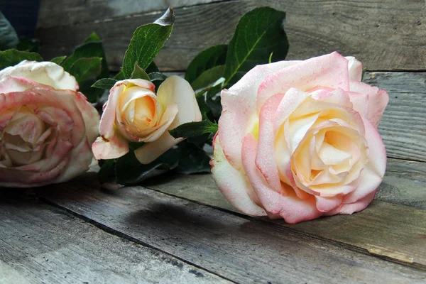 Bella rosa su uno sfondo di legno . — Foto Stock