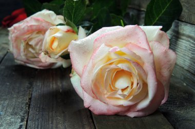 Tahta bir arka planda güzel bir gül .