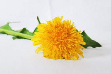 Beyaz arkaplanda sarı karahindiba