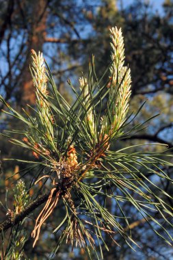 Çam ağacı. Arka plan. Doğa